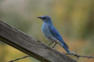 Mountain blue bird